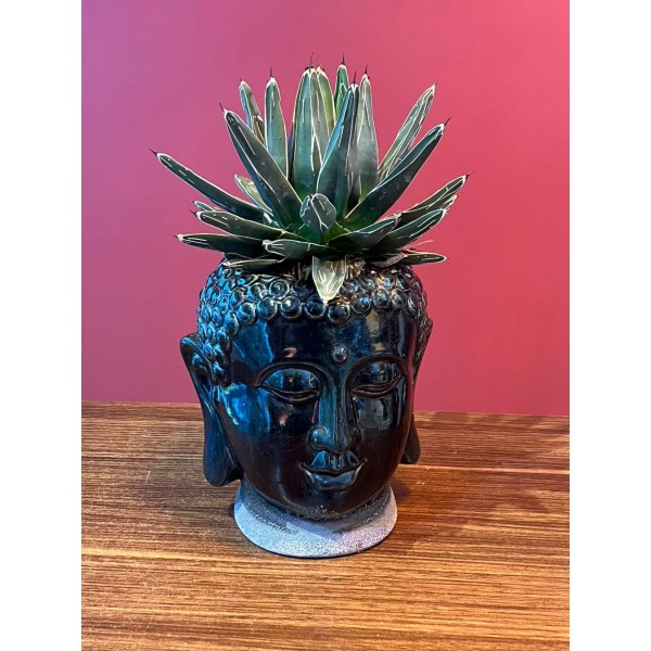 Buda heykel terrarium